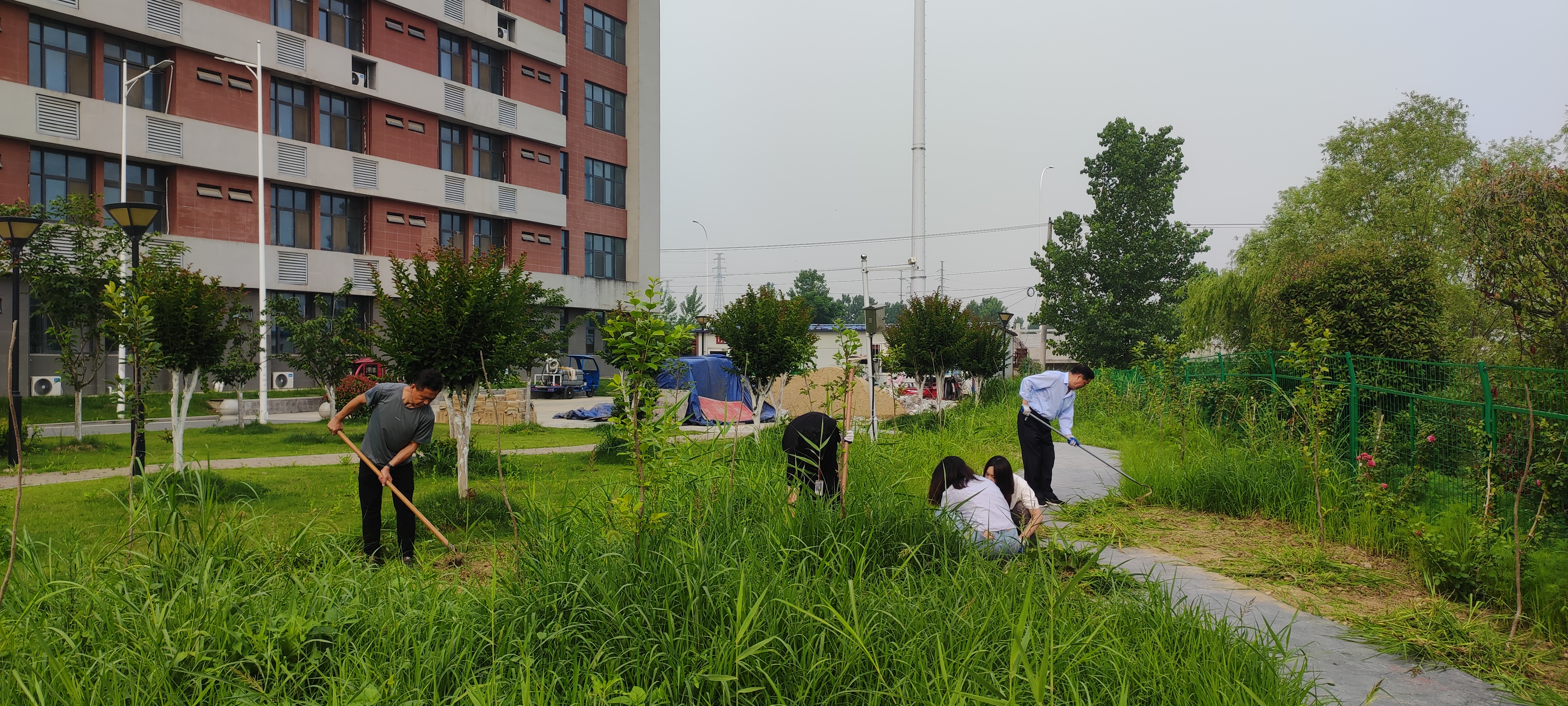 作风建设讲实效，美化校园除草忙 —— 校党支部开展义务劳动活动
